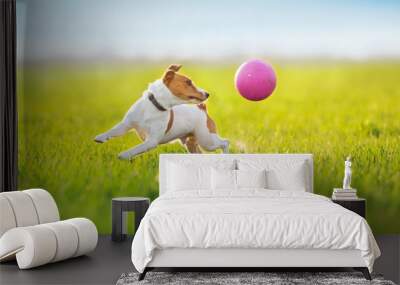 Jack russel terrier run on green spring field Wall mural