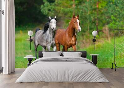 Two arabian horses run in spring landscape Wall mural