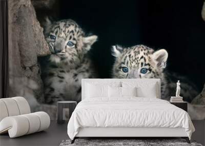 Two cute snow leopard baby portrait Wall mural