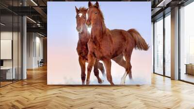 Two red horse run gallop in snow field at sunset Wall mural