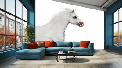 White beautiful pony portrait in motion isolated on white background Wall mural