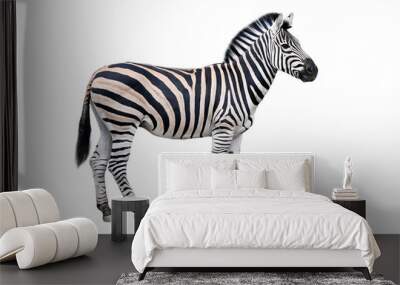 Zebra isolated on white background Wall mural