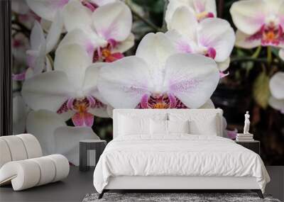 Beautiful pink orchid - Phalaenopsis Wall mural