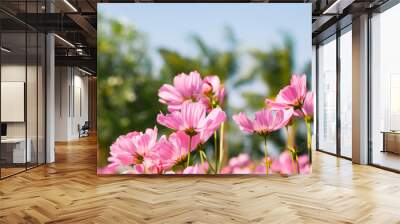 Pink blooming cosmos flower in garden Wall mural