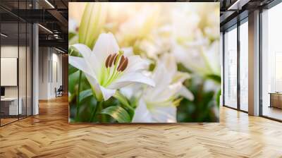 Close up white Lilly blooming in the garden. Wall mural