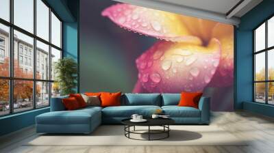 drop of water on petal plumeria flower in retro effect Wall mural