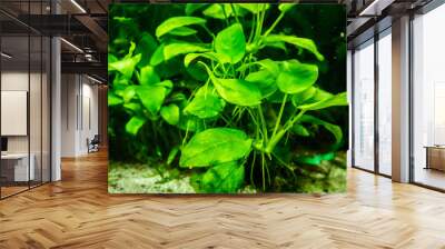 aquatic plant in aquarium tank Wall mural