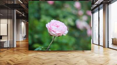 Beautiful pink roses flower in the garden Wall mural