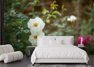 Beautiful white roses flower in the garden Wall mural