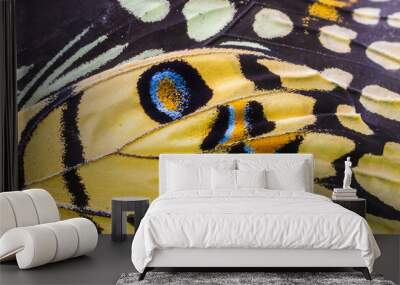 Close up colorful texture of butterfly wing surface pattern background Wall mural