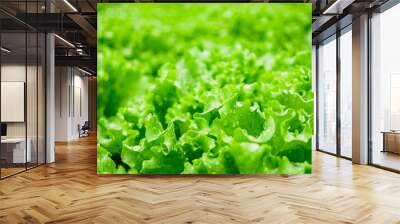 Closeup Fresh organic green leaves lettuce salad plant in hydroponics vegetables farm system Wall mural