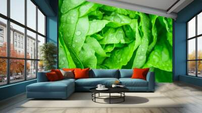 Closeup Fresh organic green leaves lettuce salad plant in hydroponics vegetables farm system Wall mural