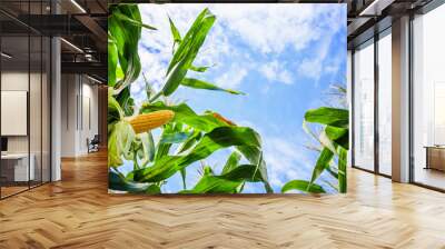 Corn cob growth in agriculture field outdoor with clouds and blue sky Wall mural