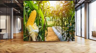 Corn cob with green leaves growth in agriculture field outdoor Wall mural