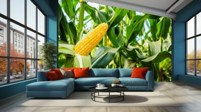 Corn cob with green leaves growth in agriculture field outdoor Wall mural