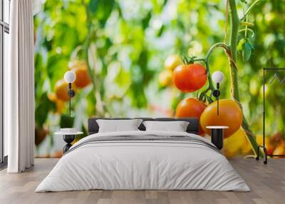 Fresh red ripe tomatoes hanging on the vine plant growing in organic garden Wall mural