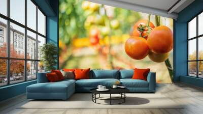 Fresh red ripe tomatoes hanging on the vine plant growing in organic garden Wall mural