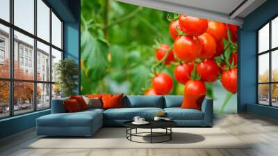 Fresh ripe red tomatoes plant growth in organic greenhouse garden ready to harvest Wall mural