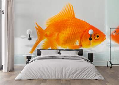 Oranda goldfish in aquarium fish tank close up Wall mural