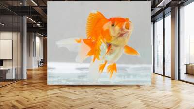 Oranda goldfish in aquarium fish tank close up Wall mural