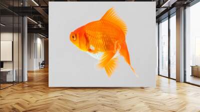 Oranda goldfish in aquarium fish tank close up Wall mural