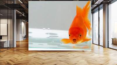 Oranda goldfish in aquarium fish tank close up Wall mural