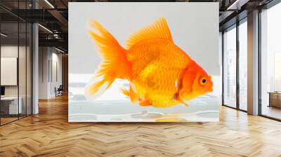 Oranda goldfish in aquarium fish tank close up Wall mural