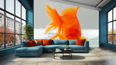 Oranda goldfish in aquarium fish tank close up Wall mural