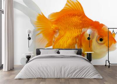 Oranda goldfish isolated on white background close up Wall mural