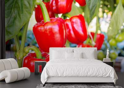 Red bell pepper plant growing in organic garden Wall mural