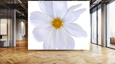 white cosmos flower isolated on white background Wall mural