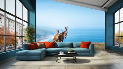 Deep Creek Kangaroo 9 Wall mural