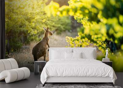 Vineyard Kangaroo Wall mural