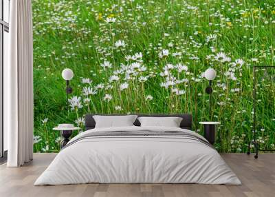 Blooming Shasta daisies on summer meadow on a windy day in late Spring 2 Wall mural