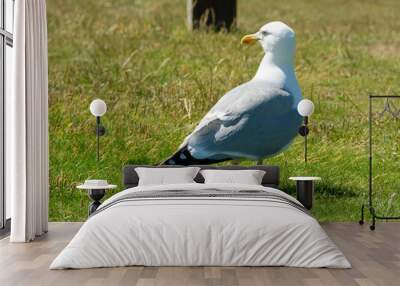 Closeup of a seagull resting on grass field on sunny day in summer - 2 Wall mural