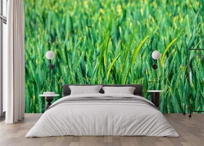 Green spikes and grains of wheat grass plant close-up shot from wheat plantation field in early summer 2 Wall mural