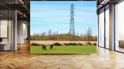 two ponies in a field outside an english village with power cable pole in the background in early sp Wall mural