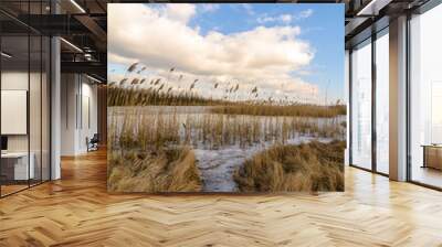 frozen stream among tall reeds, against a blue sky with bright white clouds Wall mural