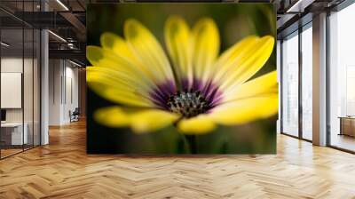 African Daisy with purple center and yellow petals Wall mural