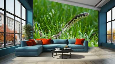 Common Garter Snake head raised above the grass Wall mural