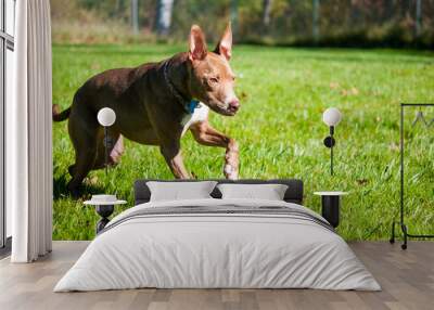 dog running on the grass Wall mural