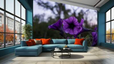 Purple petunias with sky in the background Wall mural