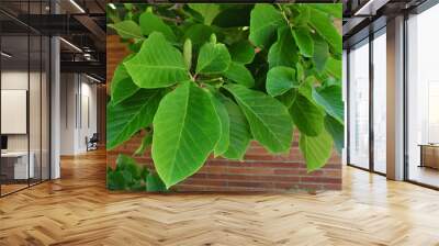 Cucumber magnolia green leaves and young fruit Wall mural