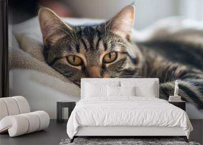 A sick cat lying in its bed, with sad, tired eyes, reflecting the care and tenderness provided at home when a beloved pet falls ill. Wall mural