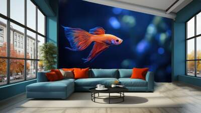 A vibrant fighting fish with flowing fins gracefully swims alone in a deep blue tank, its colors glowing brightly against the dark Wall mural