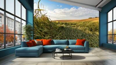 Wide angle view of a wheat field destroyed by the strong wind and bad weather  Wall mural