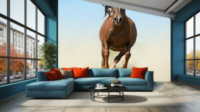 Horse Wall mural