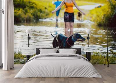 Dog swimming though a pond Wall mural