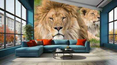 Father and Son, Lion and male lion cub Wall mural