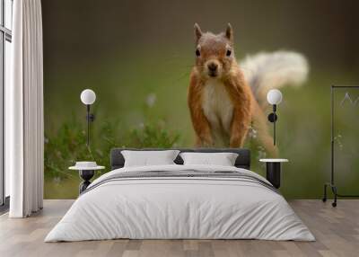 Female Red Squirrel looking straight at the camera with green grass and heather in the foreground and a green background.   Wall mural